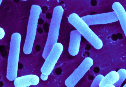 Image: Scanning electron micrograph (SEM) of Lactobacillus reuteri, a probiotic bacterium that is found in breast milk and the human gastrointestinal tract (Photo courtesy of SCIMAT / SPL).